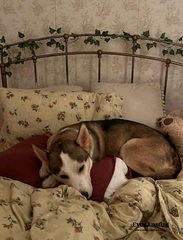 Vintage Inspired Floral Bedding Set - Brown + Beige